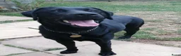 Labrador Retriever dogs for sale: Black Labrador age 3 - Advert 1