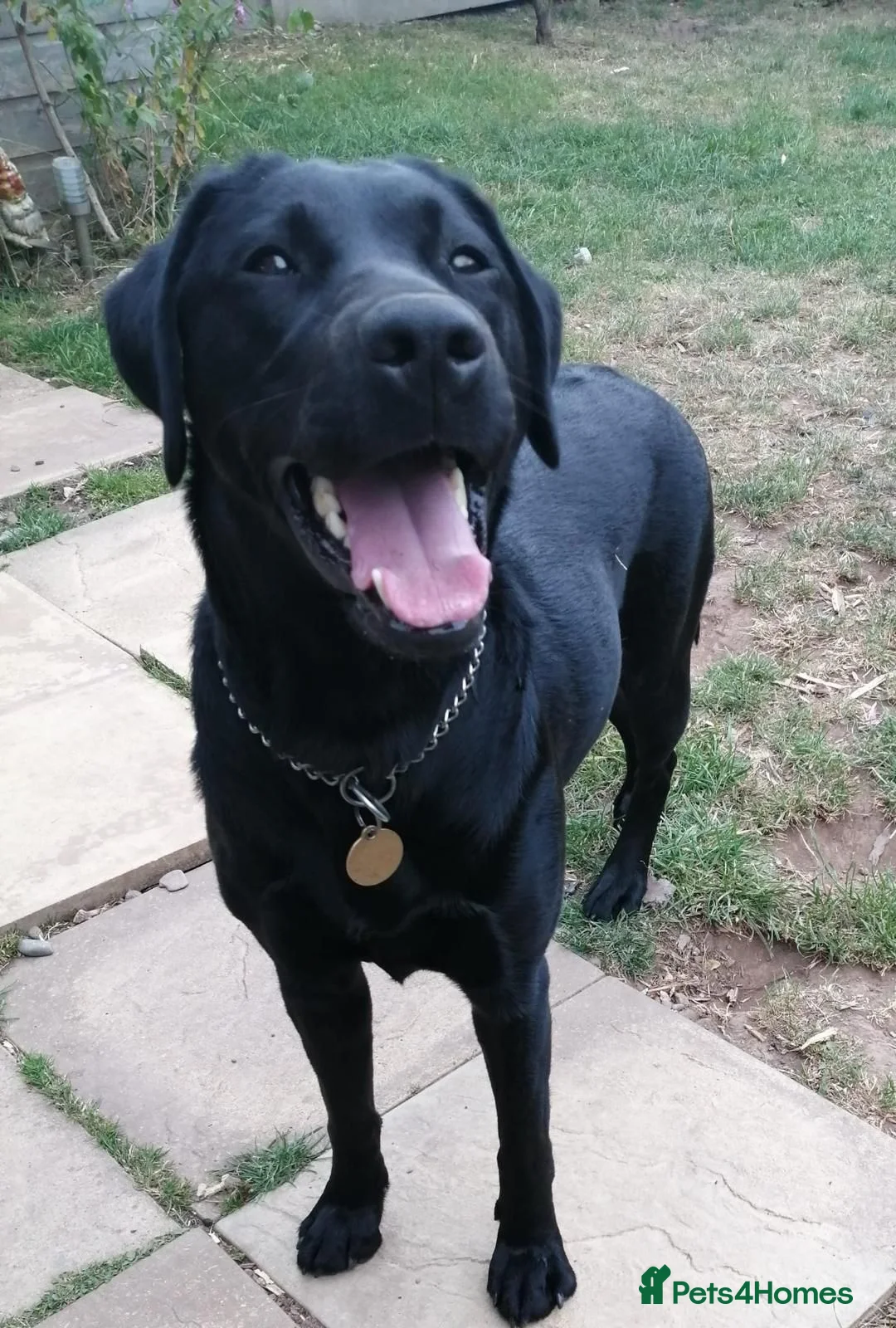 Labrador Retriever dogs for sale: Black Labrador age 3 - Advert 1