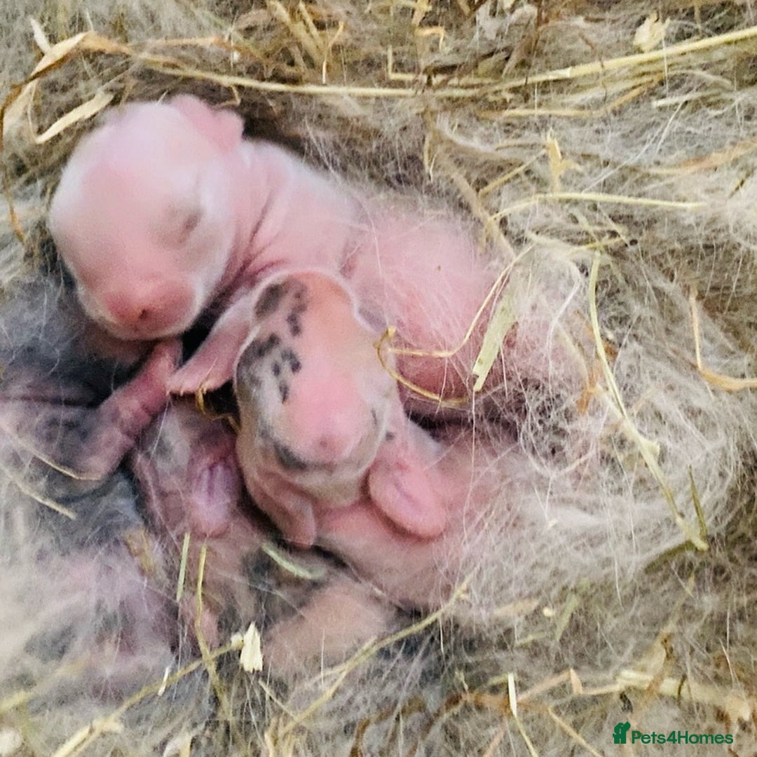 Mini Lop rabbits for sale: 4 Mini Lop Baby Bunnies - Image 3