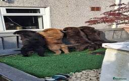 Mixed Breed dogs for sale: Gorgeous st weilers  - Image 9