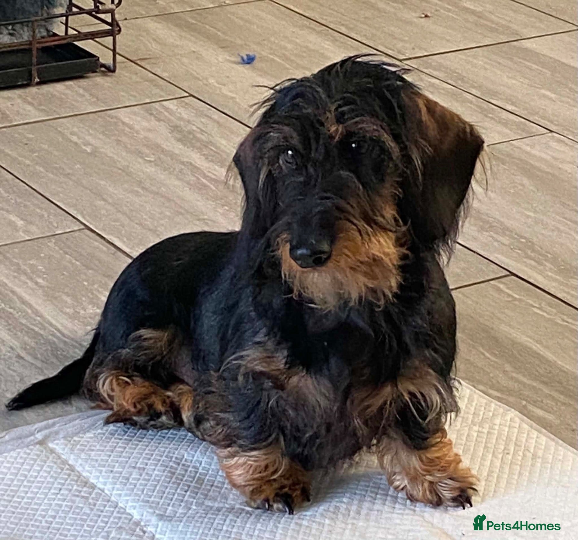 Dachshund dogs miniature  wirehair dachshund  - Advert 5