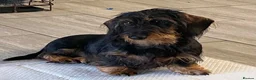 Dachshund dogs for stud: miniature  wirehair dachshund  - Advert 1