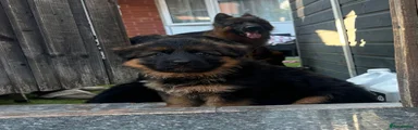 German Shepherd 3