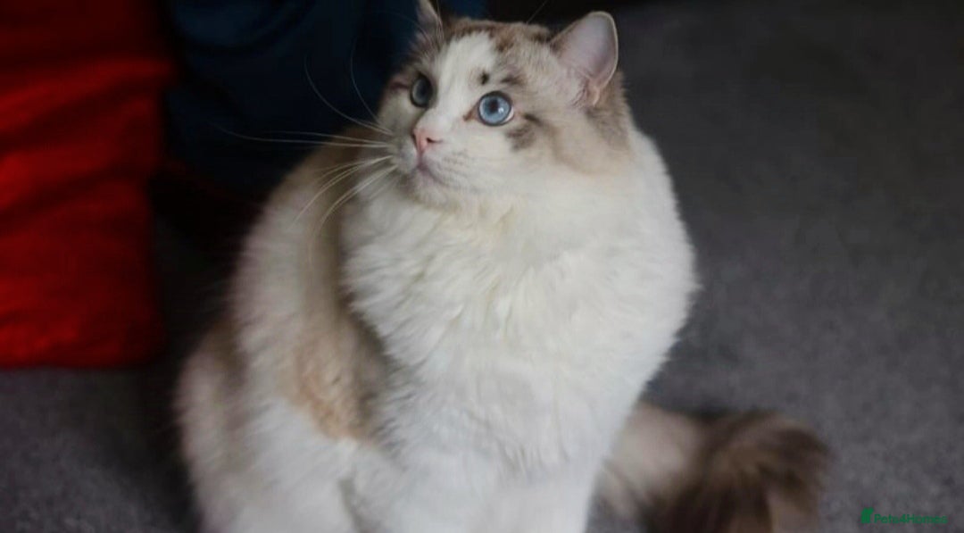 Ragdoll cats for stud: GCCF/TICA ACTIVE REGISTERED Championbloodline stud in Leyland - Image 2