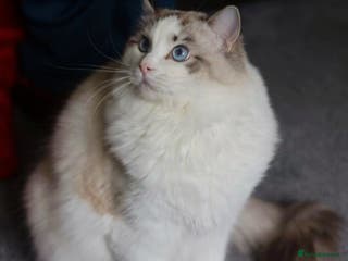 Ragdoll cats GCCF/TICA ACTIVE REGISTERED Championbloodline stud in Leyland - Advert 20