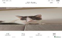 Mixed Breed cats for sale: Kitten looking for forever home  - Image 2