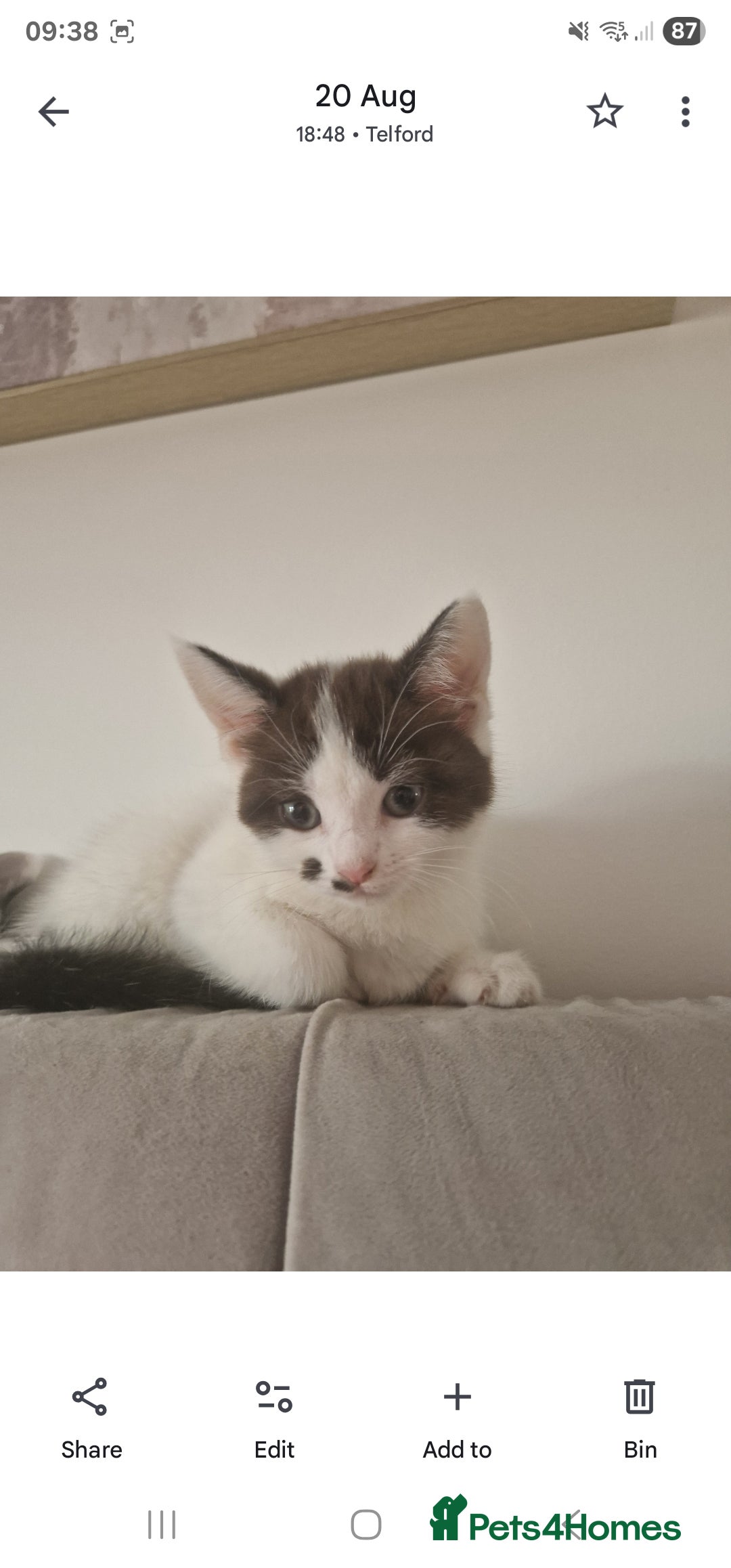 Mixed Breed cats for sale: Kitten looking for forever home  - Image 2