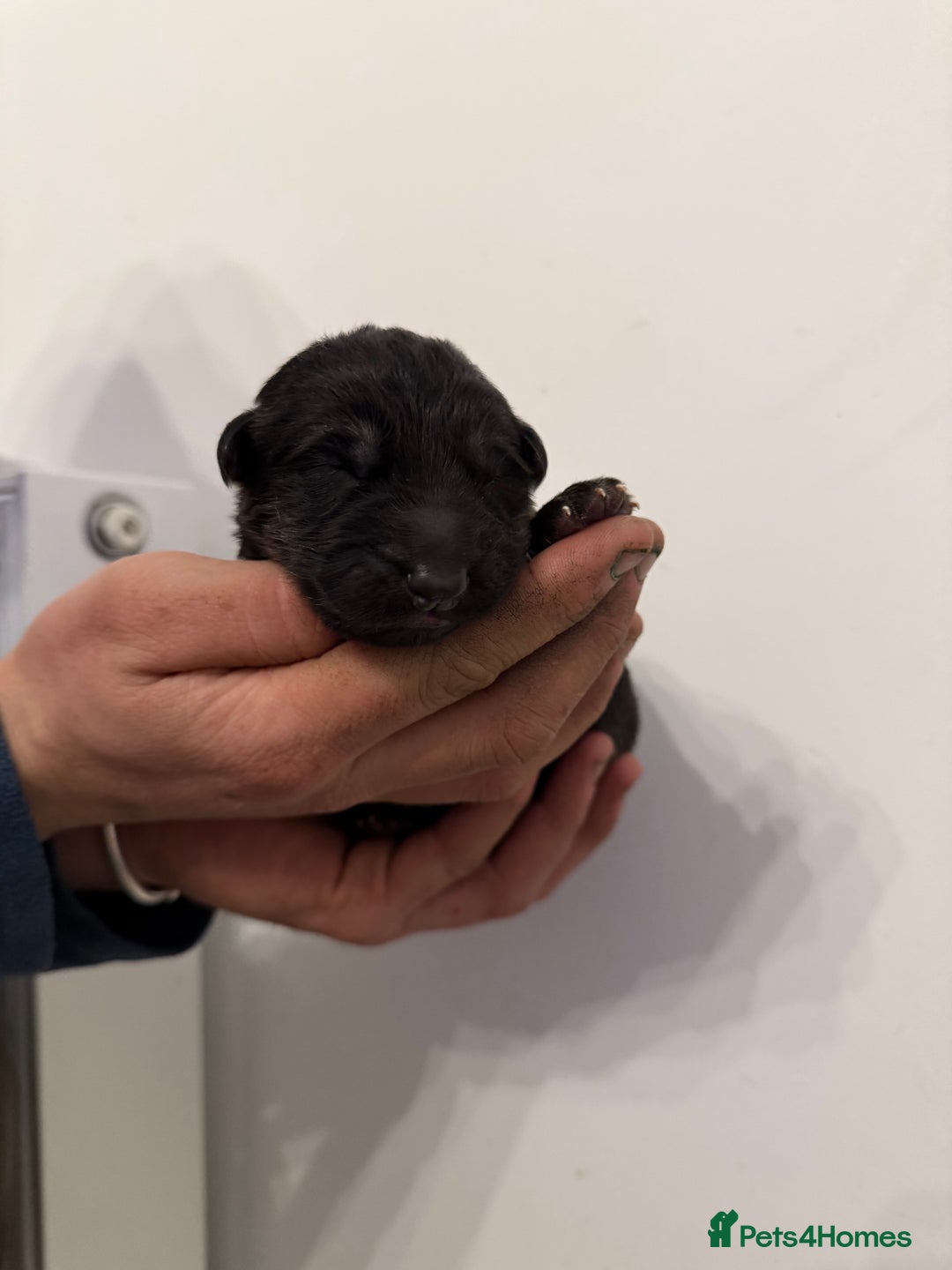 German Shepherd dogs for sale: German Shepherd Puppies - Advert 5