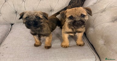 Border Terrier dogs - Advert 2