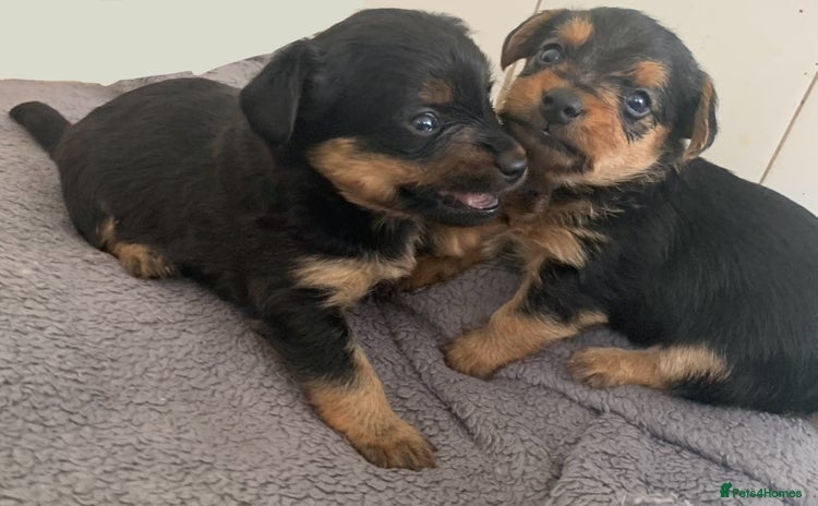 Mixed Breed dogs - Advert 11