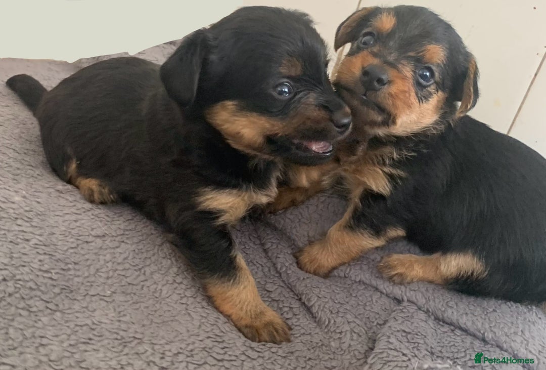 Mixed Breed dogs for sale: Two healthy beautiful male pups  - Image 1