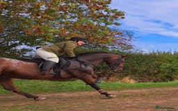 Appaloosa horses for sale: Albi  - Advert 4