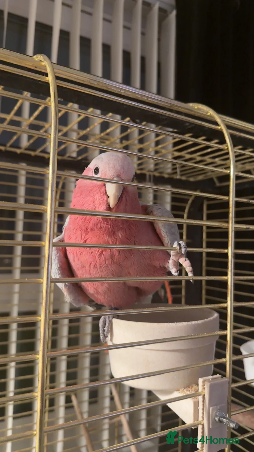 Cockatoo birds for sale: Male Galah cockatoo  in Glasgow - Advert 1