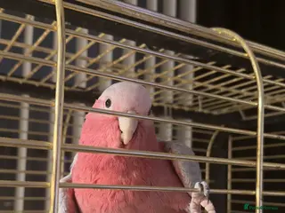 Cockatoo birds Male Galah cockatoo in Glasgow - Advert 6