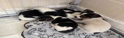 Jack Russell dogs for sale: 8 tradational Jack Russell puppys  - Advert 2