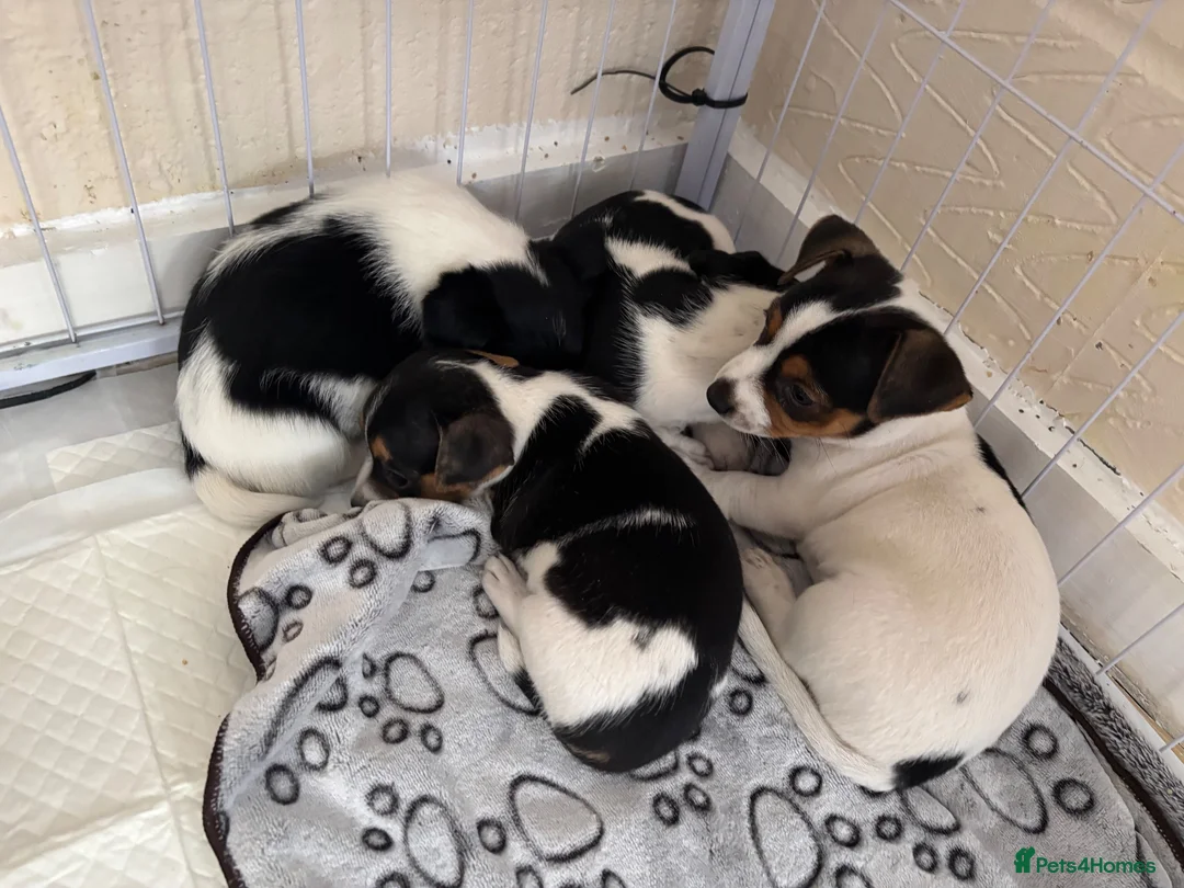 Jack Russell dogs for sale: 8 tradational Jack Russell puppys  - Advert 2