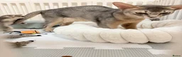 Abyssinian cats for sale: Abyssinian Kittens 🐾 - Advert 21
