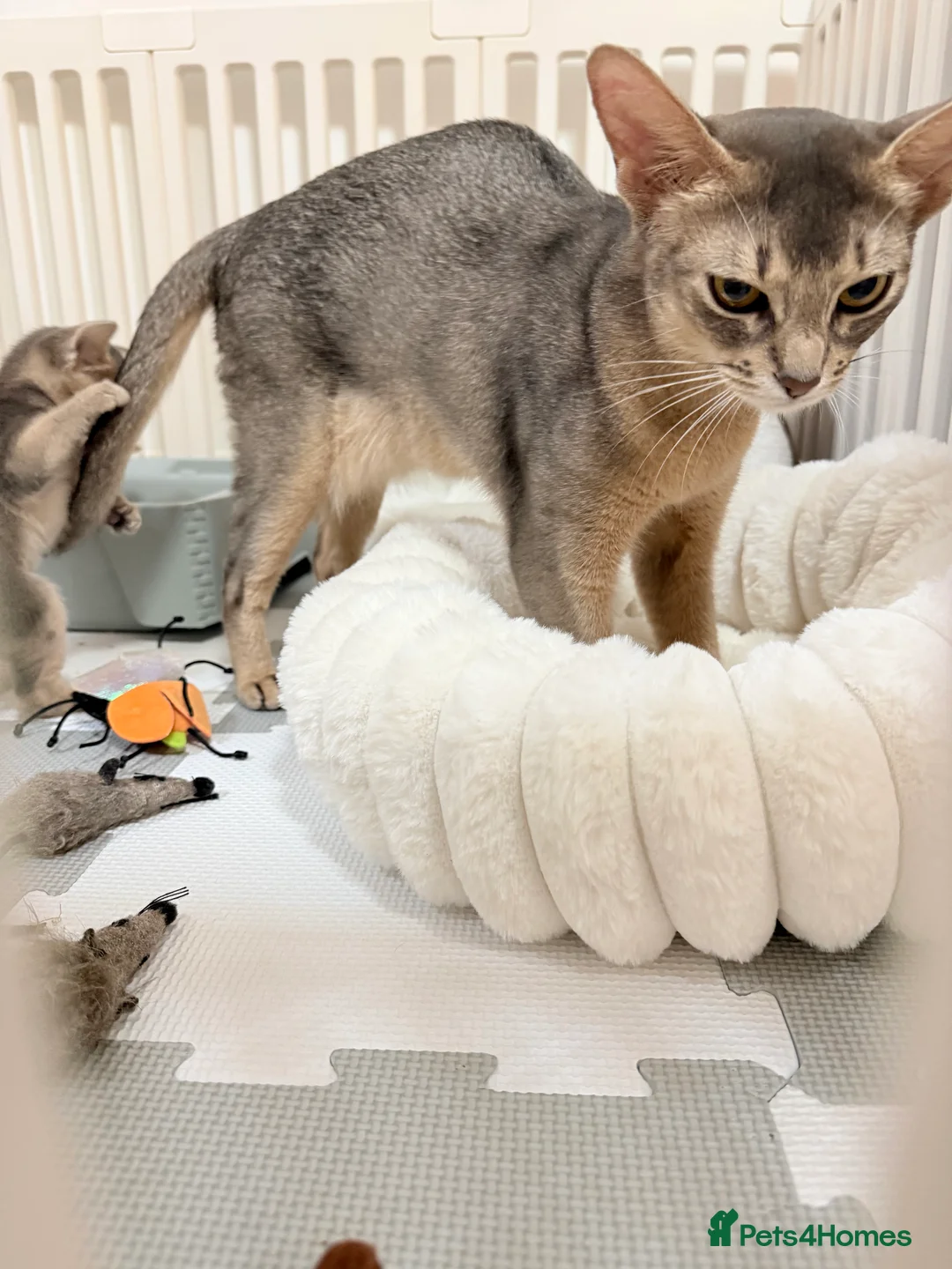 Abyssinian cats for sale: Abyssinian Kittens 🐾 - Advert 21