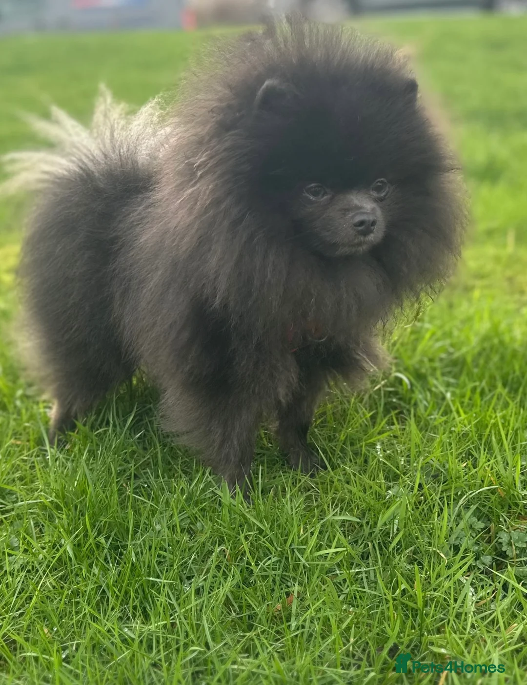 Pomeranian dogs for stud: Outstanding rare blue teddy 🧸💎 - Advert 1