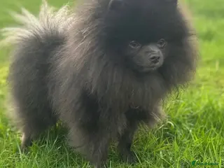Pomeranian dogs Outstanding rare blue teddy 🧸💎 - Advert 1