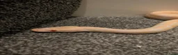 Python Snake reptiles for sale: Albino Royal Python - Advert 4