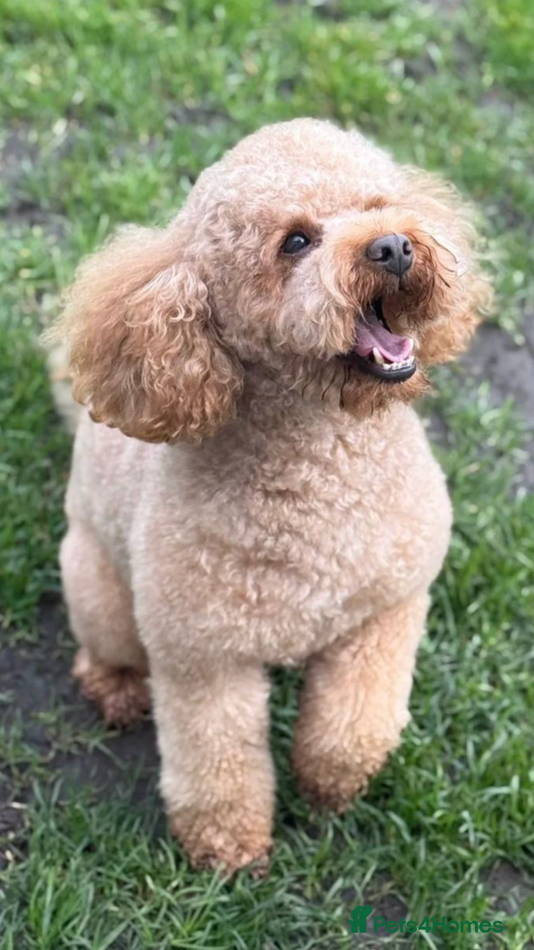 Toy Poodle dogs for stud: Proven Toy Poodle For Stud - Advert 1