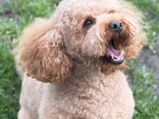 Toy Poodle dogs Proven Toy Poodle For Stud - Advert 17