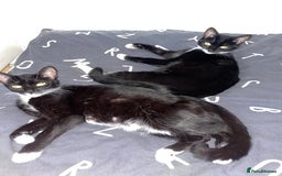 Domestic Shorthair cats for sale: All black female kittens available  - Image 5