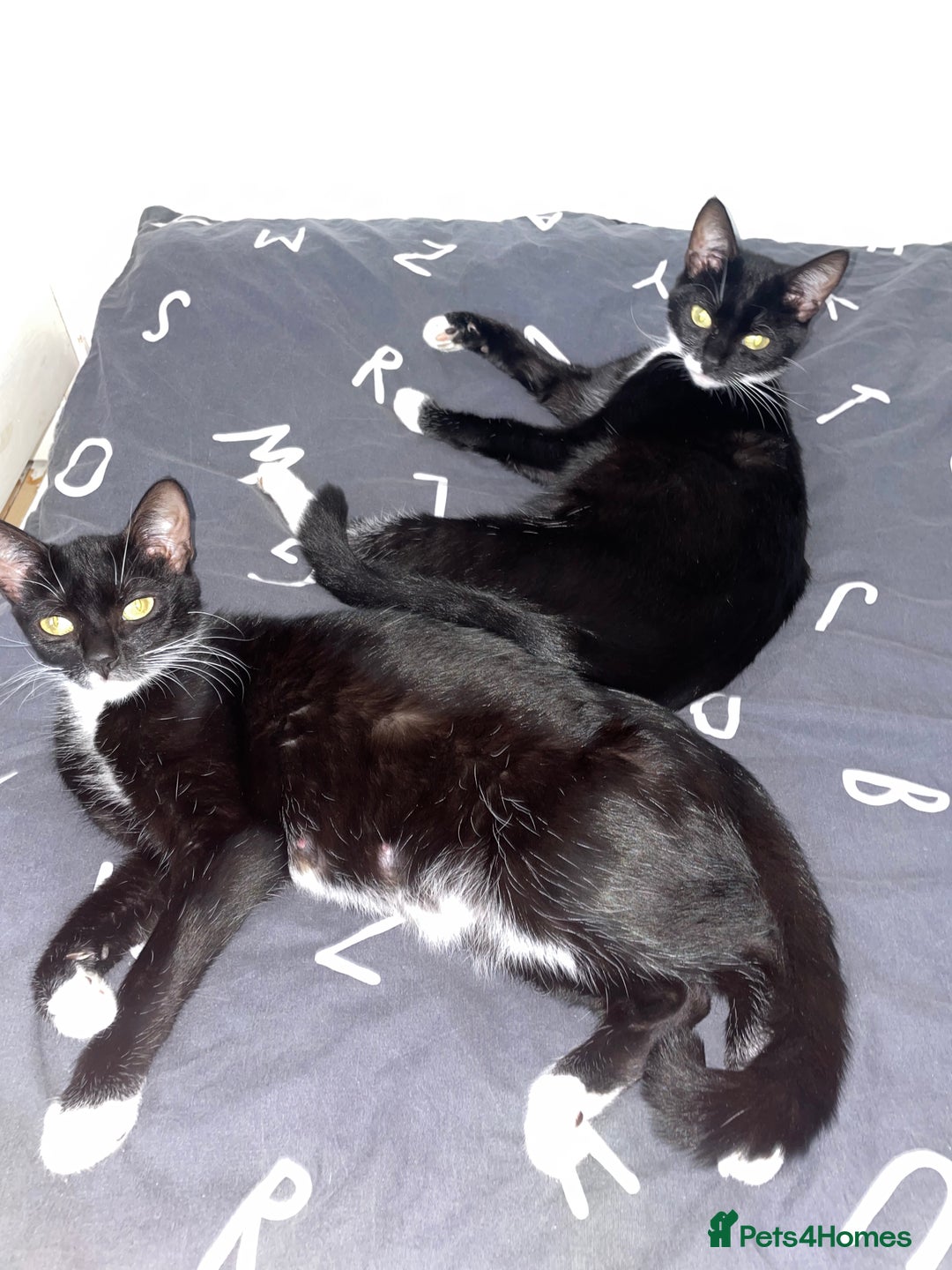 Domestic Shorthair cats for sale: All black female kittens available  - Image 5