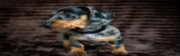 Miniature Dachshund dogs for sale: Stunning Mini Dachshunds. - Advert 6