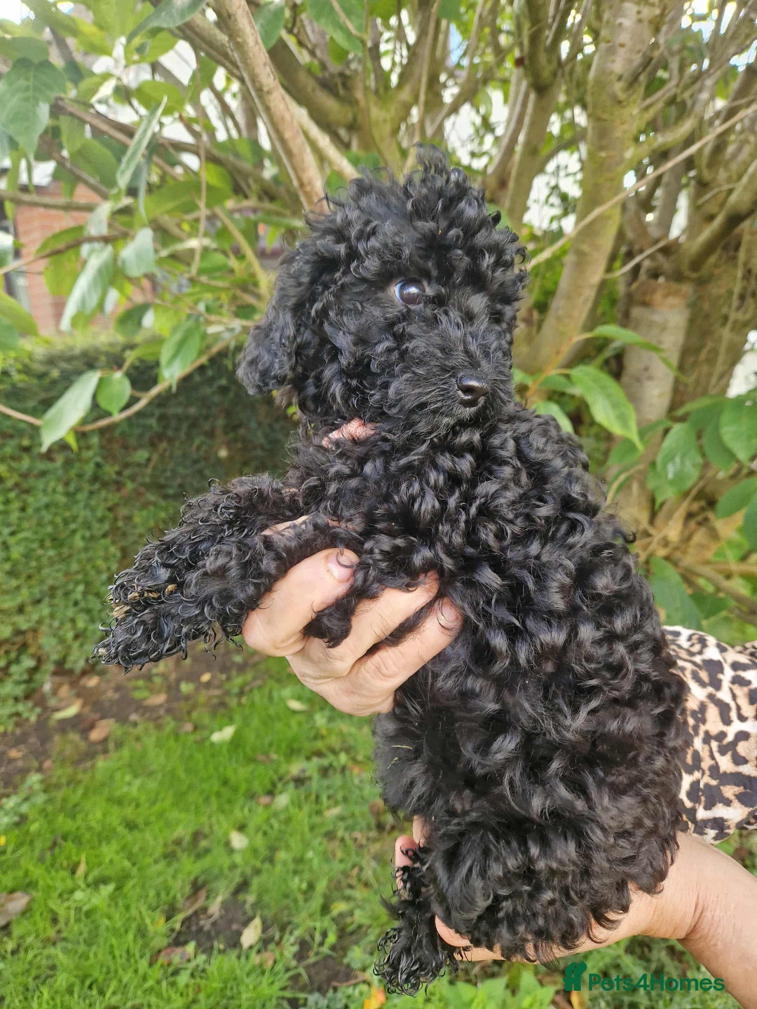 Cockapoo dogs for sale: STUNNING FULLY DNA HEALTH TESTED F1B COCKAPOOS - Image 11