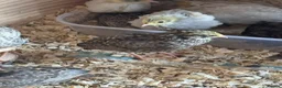 Quail poultry for sale: Button Quail  - Advert 1