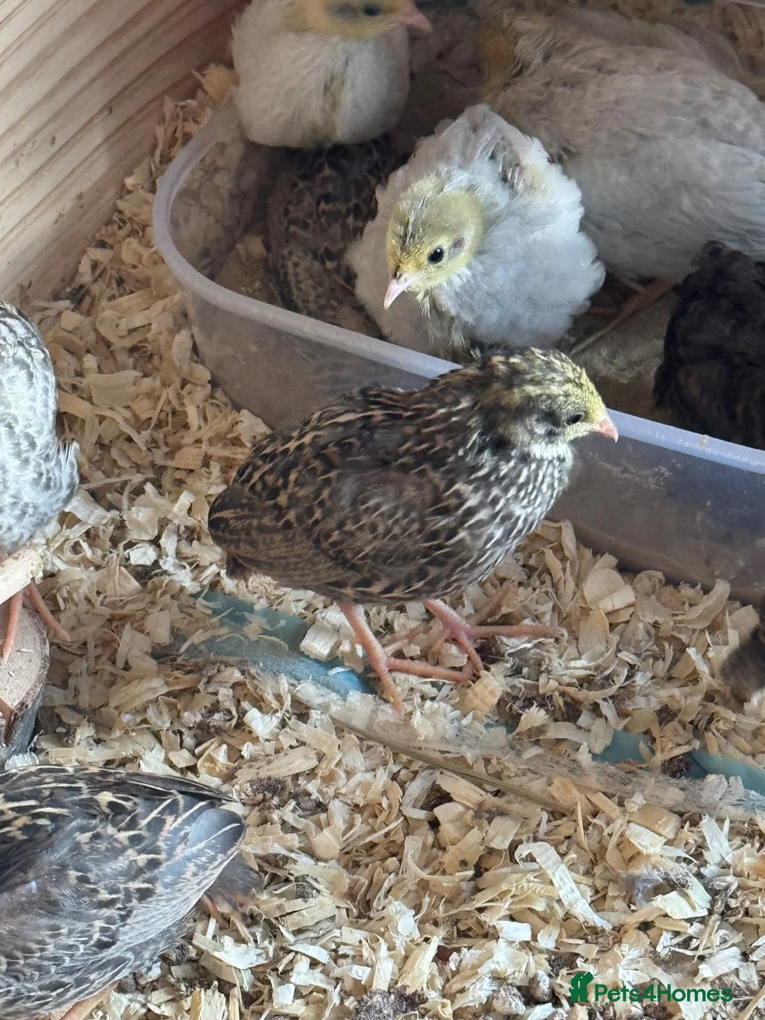 Quail poultry for sale: Button Quail  - Advert 1