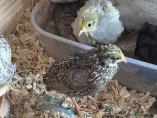 Quail poultry Button Quail - Advert 3