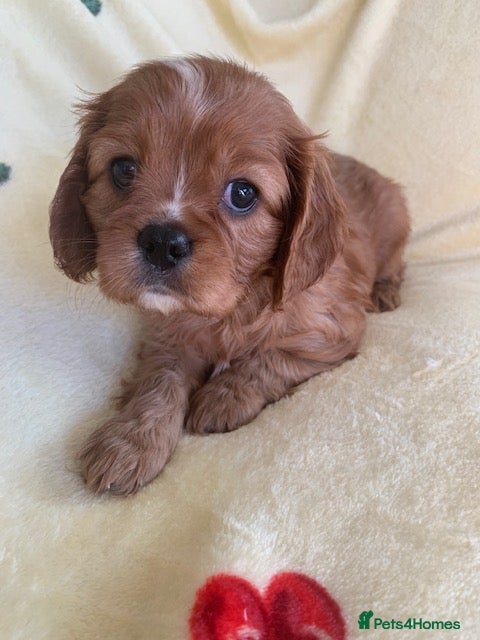 Cavalier King Charles Spaniel dogs ruby & black and tan kc reg pups - Advert 9