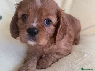 Cavalier King Charles Spaniel dogs READY TO GO KC REG RUBY PUPS - Advert 3