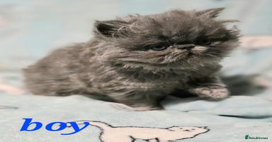Persian cats - Advert 2