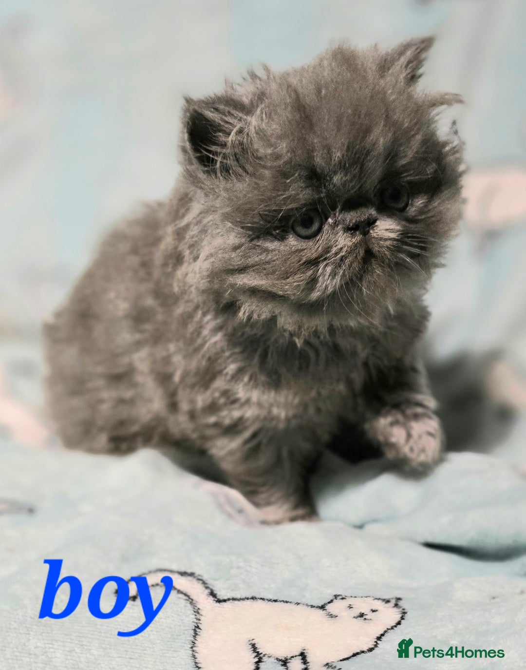 Persian cats for sale: GCCF REGISTERED KITTENS CHAMPION LINES - Image 3