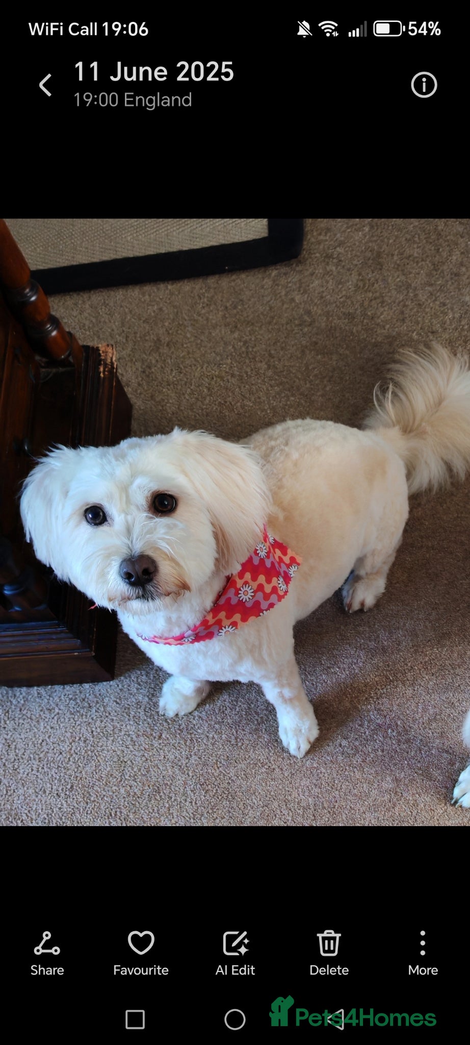 Mixed Breed dogs for sale: Rehoming Our Loving Girl  - Advert 1