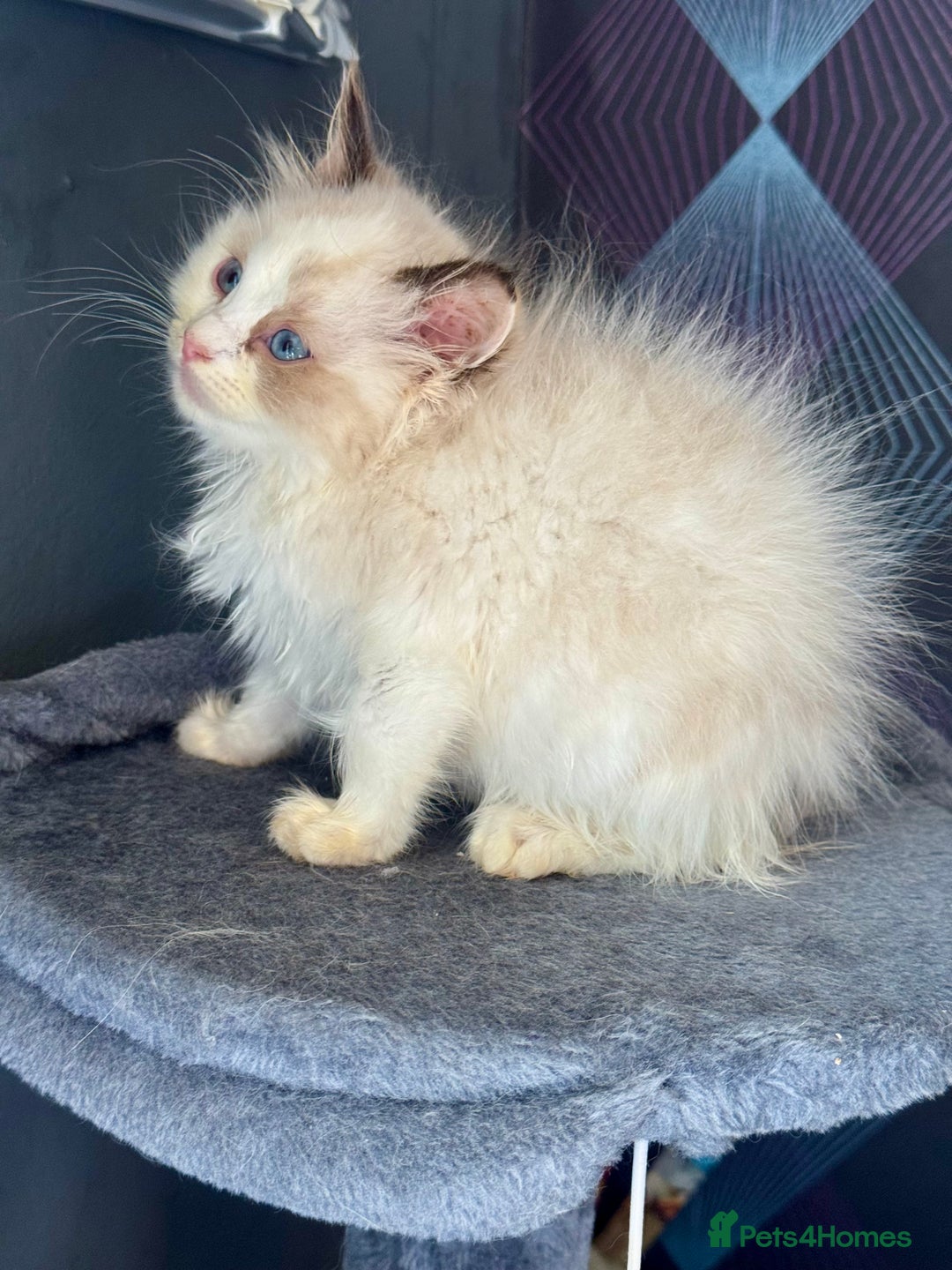 Ragdoll cats for sale: Tortie flame mink sepia cherubim tica females  - Image 2