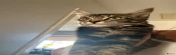 Mixed Breed cats for sale: Female kitten - Advert 3