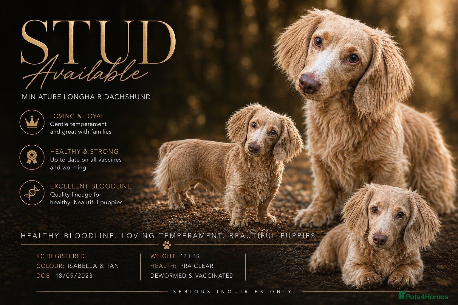 Miniature Dachshund dogs Long-haired miniature Dachshund Stud Isabella/Tan - Advert 2