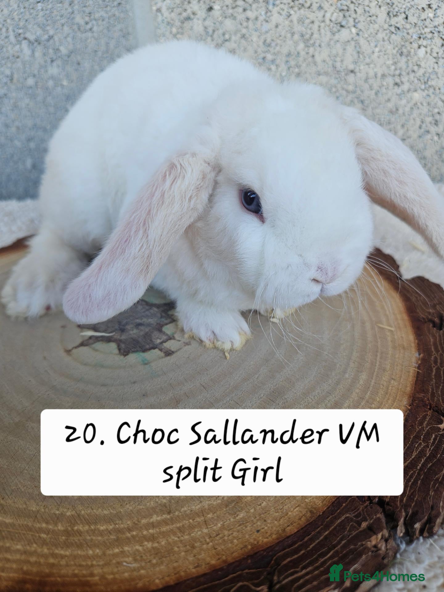 French Lop rabbits 🐻 Ad 2 PUREBRED MINI PLUSH LOPS 💕 - Advert 2