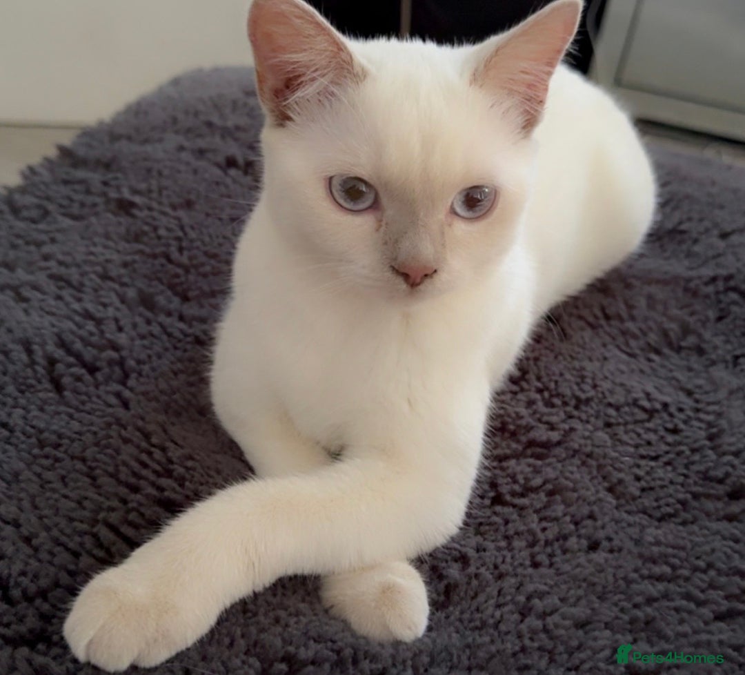 British Shorthair cats for sale: British short hair, Kittens in Greenford - Image 26