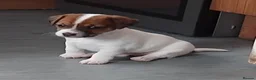 Jack Russell dogs for sale: Jack Russell puppies  - Advert 16