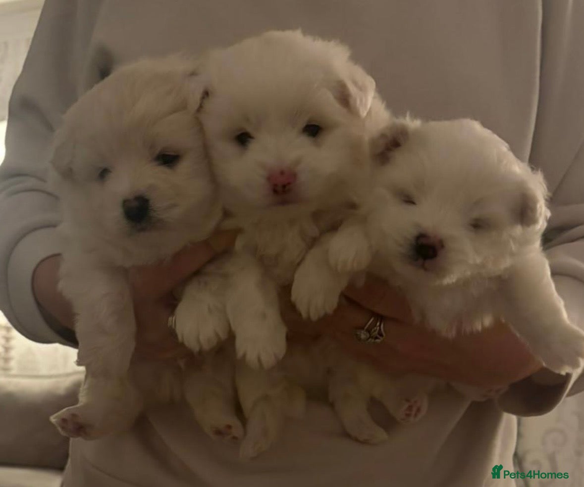 Mixed Breed dogs Pomachon male puppies  - Advert 1