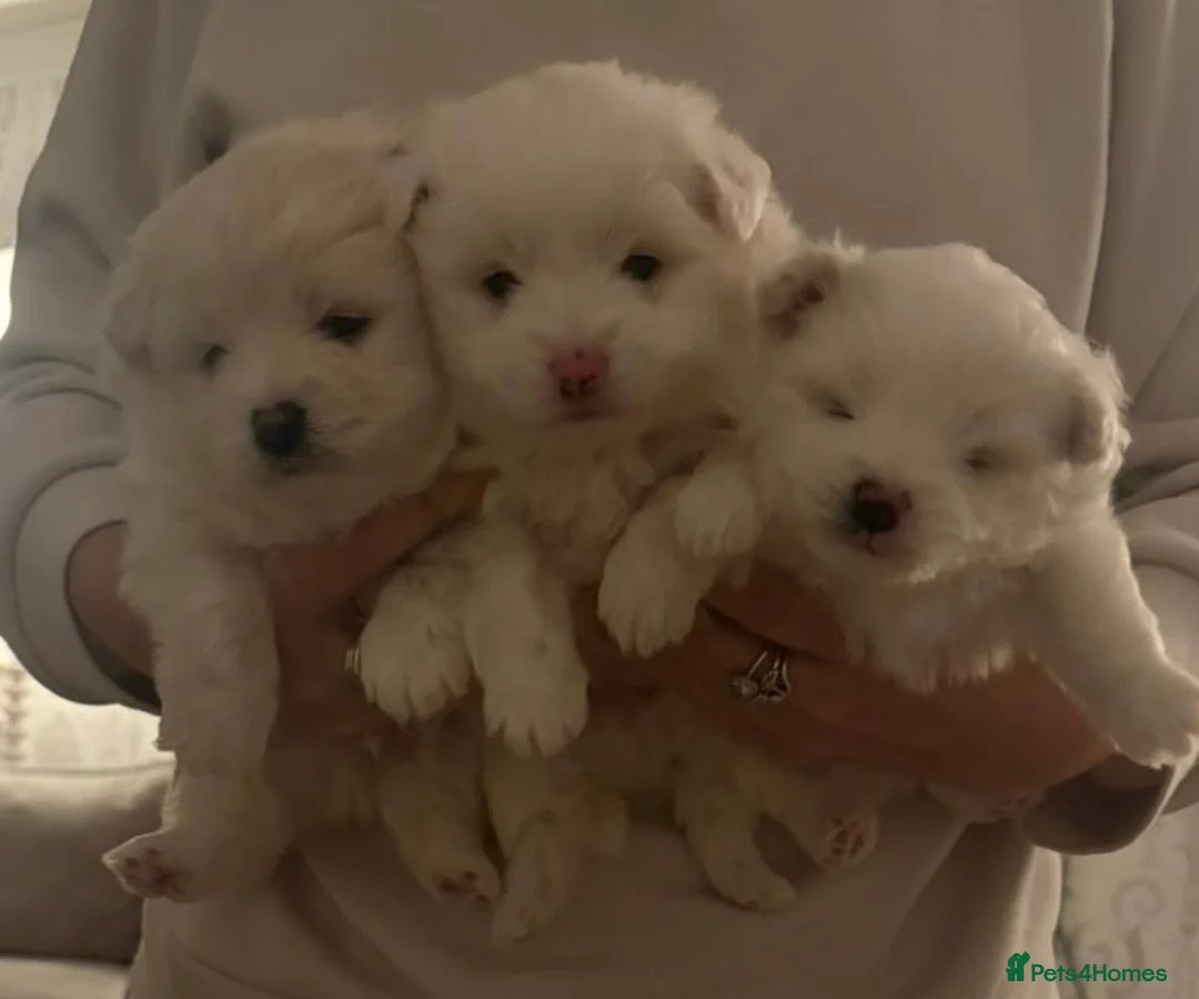Mixed Breed dogs for sale: Pomachon male puppies  - Advert 1