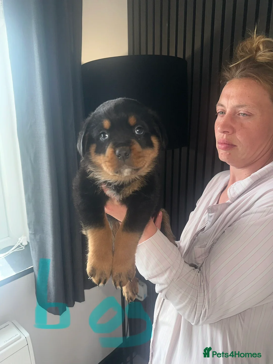 Rottweiler dogs for sale: Outstanding pure  Rottwilwer - Advert 22