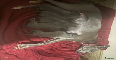 Whippet dogs - Advert 8