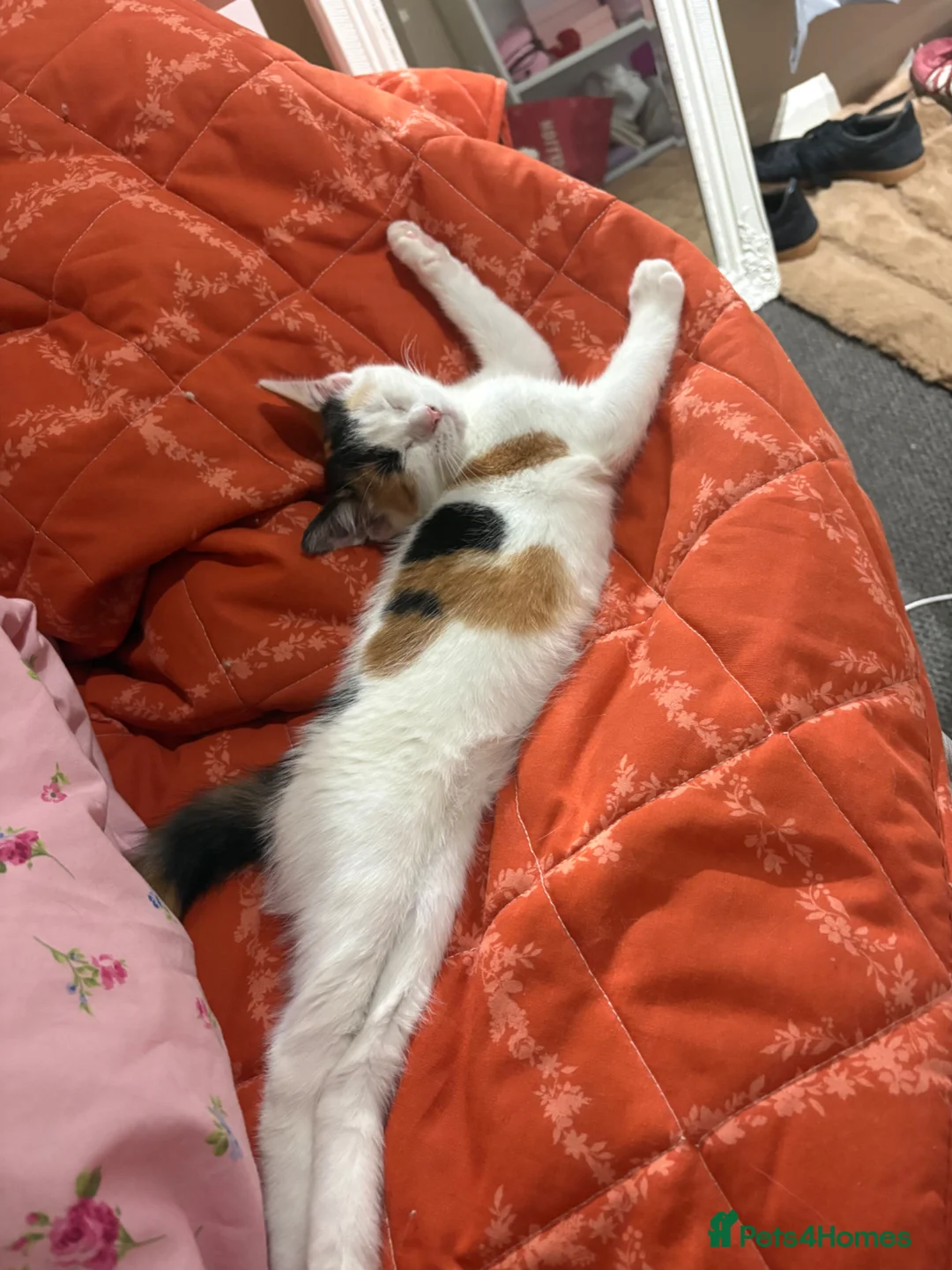Mixed Breed cats for sale: Beautiful Calico girl - Advert 2